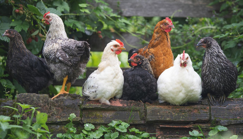 foto viser nogle af de almindelige hønseracer i danske haver. Silkehøns, Brahma, Maran Engelsk Araucana og blandingshøns