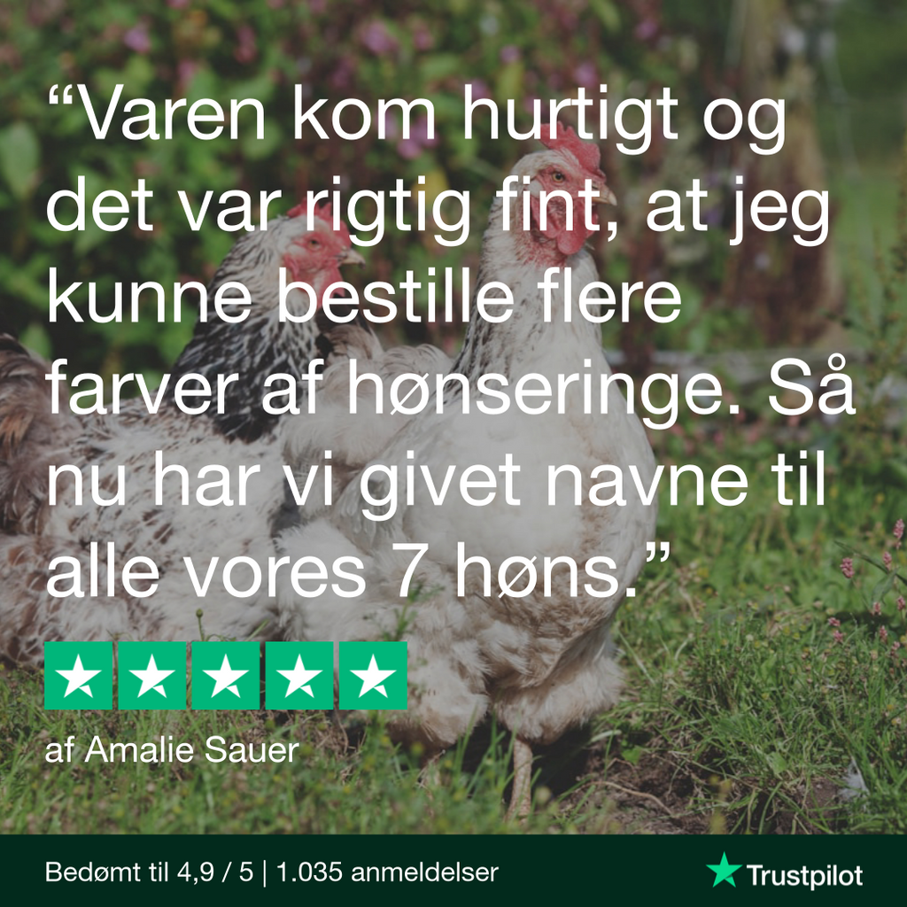 Hønseringe fra Rosenbud